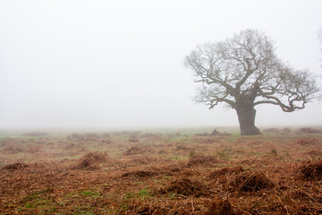 Mystischer Baum im Nebel zu Halloween