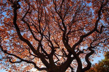 Oak spread its twisting branches. On the branches there are remains of yellow autumn leaves. In the background you can see the blue sky. Background. Nature.