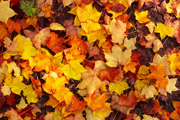 Naklejka na ściany i meble Colorful background made of fallen maple leaves