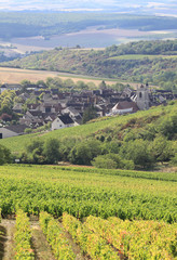 Fototapeta premium Vigne de Bourgogne - Irancy