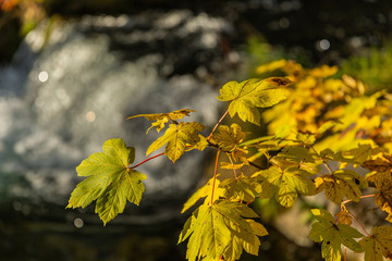 Obraz premium Background with autumn colorful leaves. Yellow autumn leaves in a sunlight