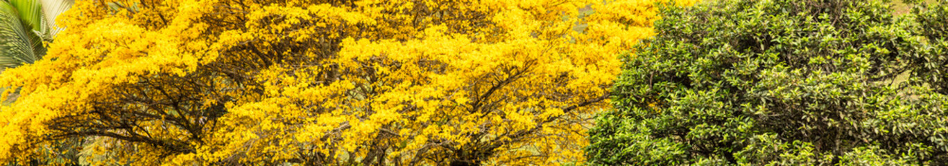 Fototapeta na wymiar Fundo verde e amarelo de planta e flores