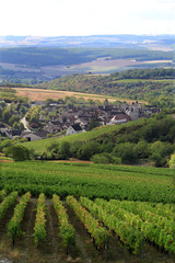 Fototapeta na wymiar Vigne de Bourgogne - Irancy