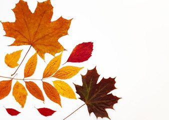 Autumn composition with colorful leaves on a white background
