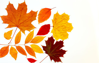 Autumn composition with colorful leaves on a white background