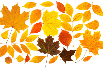 Jesienna kompozycja z kolorowych liści na białym tle