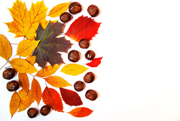 Jesienna kompozycja z kolorowych liści i kasztanów na białym tle