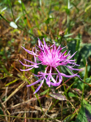 Purple cornflower, Knapweed flower closeup, Garden background