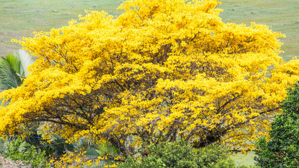 Fototapeta na wymiar Árvore Ipê Amarelo