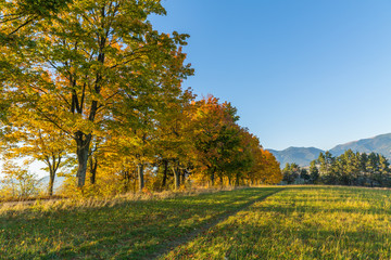 Naklejka premium Autumn Landscape. Background with autumn colorful leaves