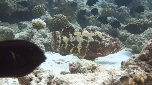 Brown-marbled grouper (Epinephelus fuscoguttatus) on the underwater cleaning station
