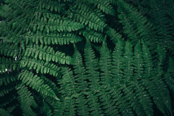 Fototapeta na wymiar Green leaves texture. dark green foliage nature background