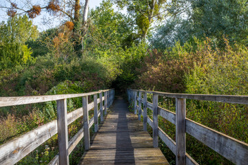 Plakat Wooden footbridge leading to a small tree tunnel