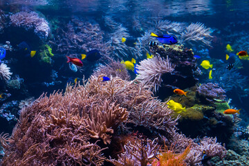Fototapeta na wymiar underwater coral reef landscape with colorful fish and marine life