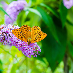 colorful butterfly with orange and black wings resting on purple and pink flowers with green leaves