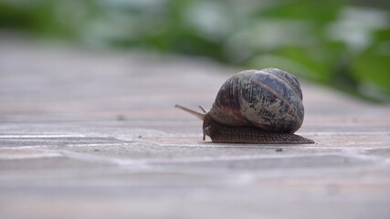 Timelapse of snail moving fast on the ground