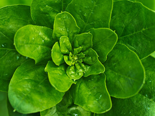 Close up photo green spinach