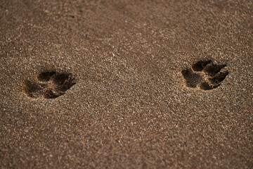 Dog footprints in the sand of the beach.