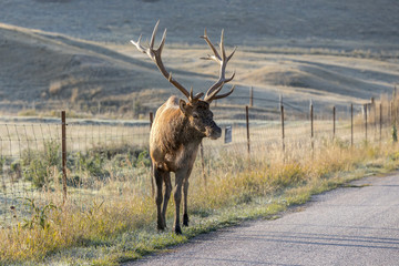 Bull elk looking around by the road.