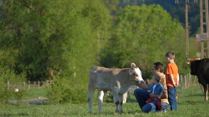 Father holding baby and big son caress a veal in beautiful countryside nature