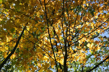 Yellow leaves on trees in the autumn seen from below