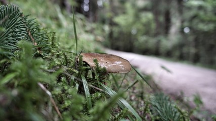 Water Covered Mushroom
