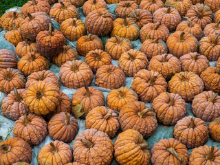 The group of variety of the pumpkin