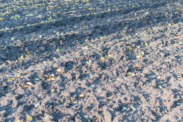 Dug up earth with autumn leaves