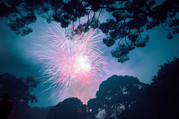 Fireworks with tree silhouettes