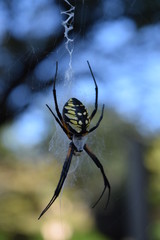 Female Orb Weaver Spider