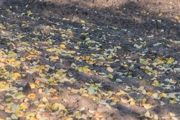 Dug up earth with autumn leaves