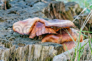 Mushrooms growing on a stump