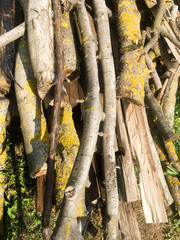 A pile of logs with yellow moss. A wooden texture.
