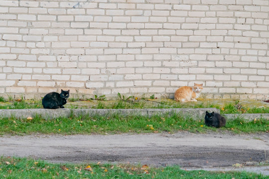 Homeless cats in the yard