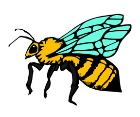Honey bee vintage vector drawing. Hand drawn isolated insect sketch. Color illustrations. Great for logo, icon, label, packaging design.