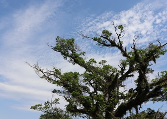 The natural beauties found in the Germânia park in Porto Alegre, Rio Grande do Sul.