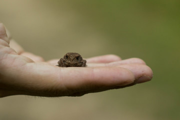 Photo of small green frog sitting on a hand. Young frog on a palm. Little green frog in hands, with river bank in background. Fauna photo. Amphibian photo. Animal care concept