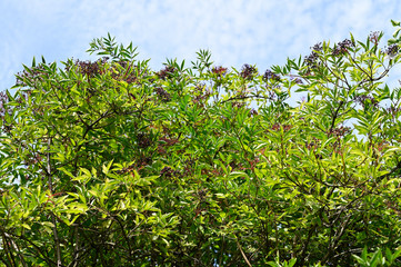 Black elderberry fruits and green leaves.