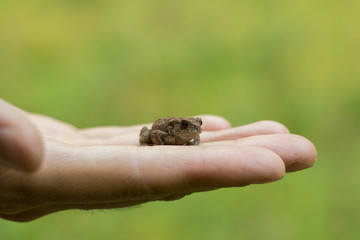Photo of small green frog sitting on a hand. Young frog on a palm. Little green frog in hands, with river bank in background. Fauna photo. Amphibian photo. Animal care concept