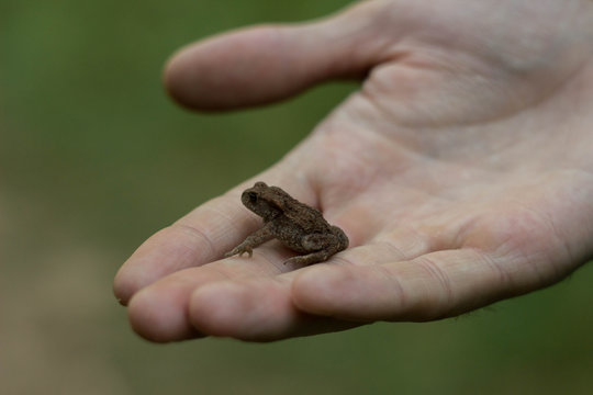 Photo of small green frog sitting on a hand. Young frog on a palm. Little green frog in hands, with river bank in background. Fauna photo. Amphibian photo. Animal care concept