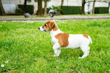 jack russel on  meadow