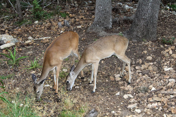 White Tails Feeding II