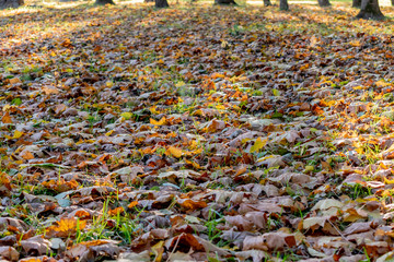 Yellow autumn foliage in the Park