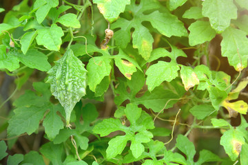 Bitter gourd fruits on a vine in garden. (balsam apple, balsam pear, bitter cucumber, bitter gourd, bitter melon)