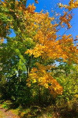 Fototapeta na wymiar Colorful autumn Trees in the Landscape of the central Bohemia, Czech Republic