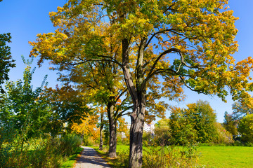 Fototapeta premium Colorful autumn Trees in the Landscape of the central Bohemia, Czech Republic