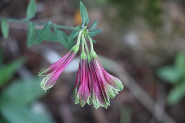 FANTASTIC VIEWS OF CITIES AND THEIR FLORA