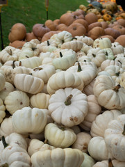 The group of variety of the pumpkin