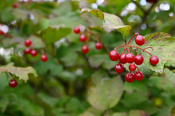Viburnum - red round fruits and green leaves.