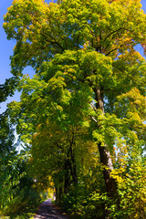 Colorful autumn Trees in the Landscape of the central Bohemia, Czech Republic